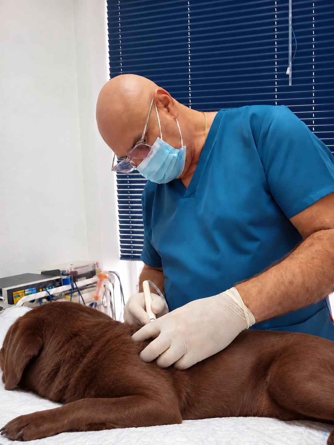 Oleg Garkavy examining a brown Labrador at DOCVET